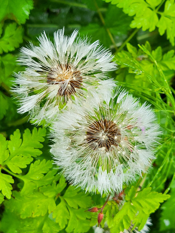 flora & fauna in Silz, Tirol